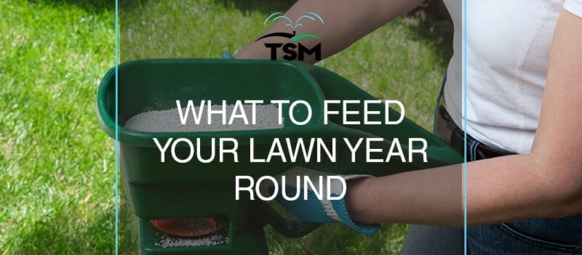 What to feed your lawn year round